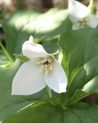 Bent Trillium