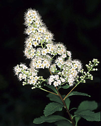 White Meadowsweet